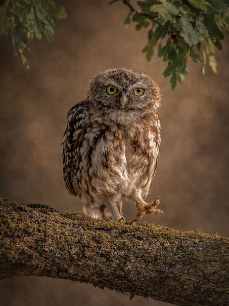 Little Owl (Athene noctua)