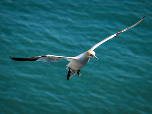 Northern Gannet in flight above turquoise coastal water with wings fully extended during active seabird photography.