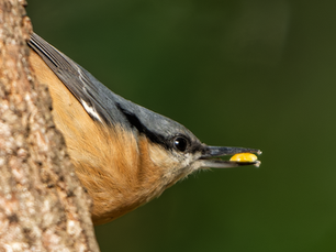 Eurasian nuthatch holding a seed while clinging vertically to tree bark against a soft green woodland background photographed in natural light by Alan Young