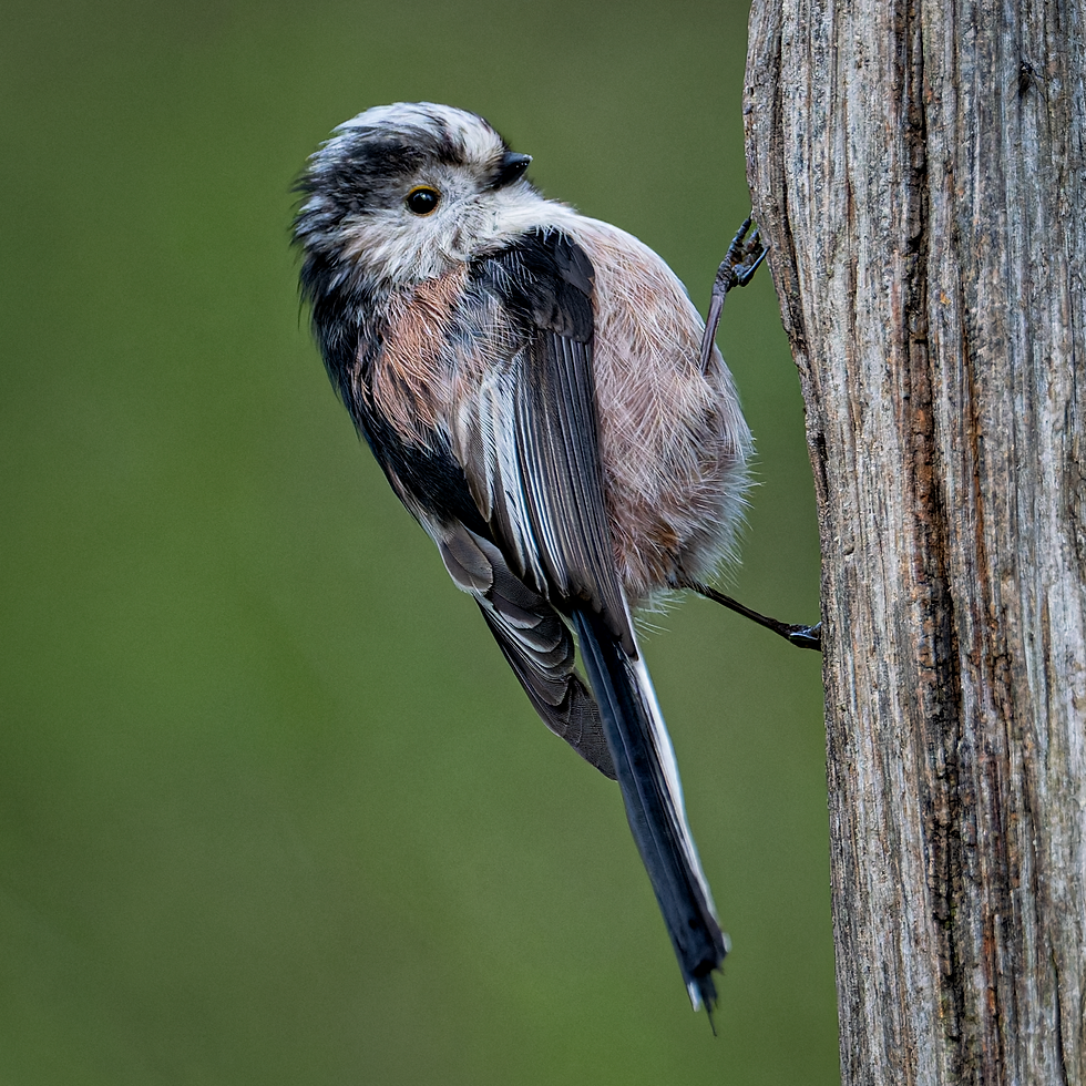 Photograph of the Long Tailed Tit.