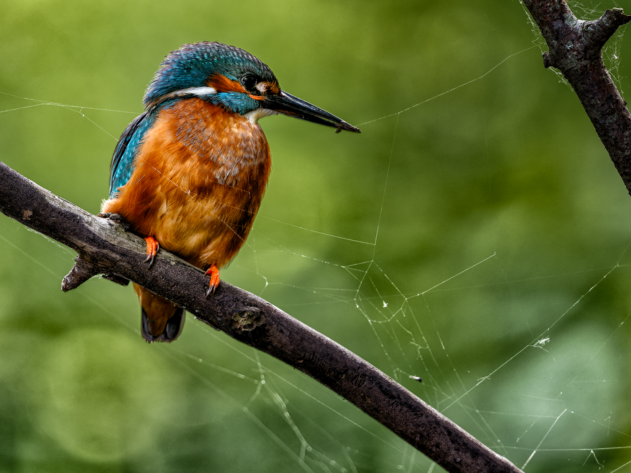 The Common Kingfisher: Habitat, Behaviour & Photography Guide