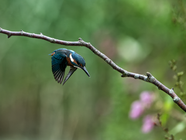 A Morning With The Birds