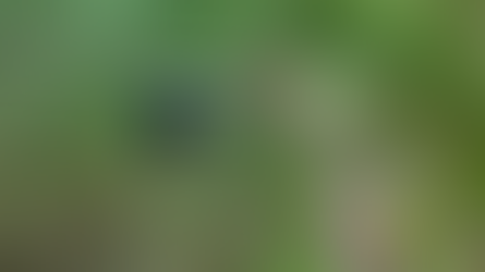 A Morning With The Birds