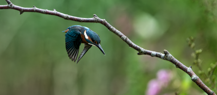 A Morning With The Birds