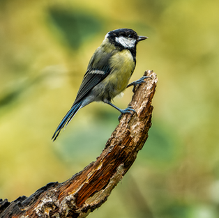 great tit perched on a weathered branch against a soft yellow-green background