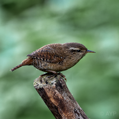 Wren perched on a weathered branch against a soft green background, used to illustrate composition in bird photography.