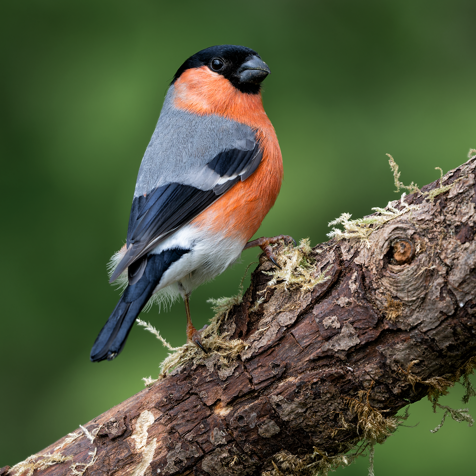 Photograph of the Bullfinch.