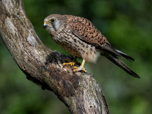The Common Kestrel