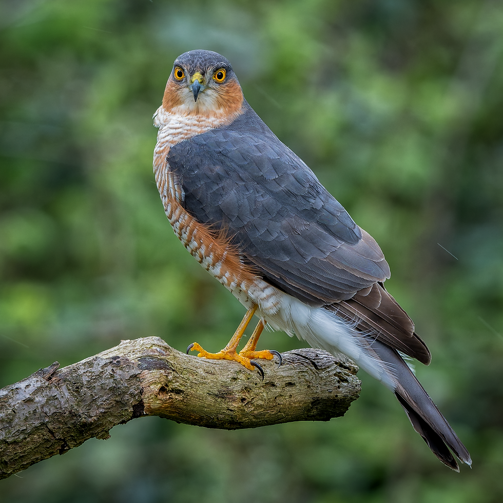 Photograph of the Sparrowhawk.