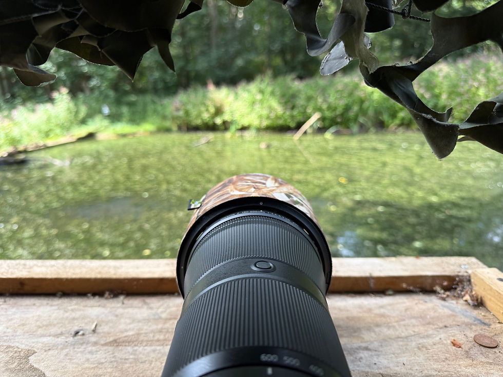View from a wildlife hide over a Nikon NIKKOR Z 180-600mm lens looking across a pond while waiting to photograph kingfishers.