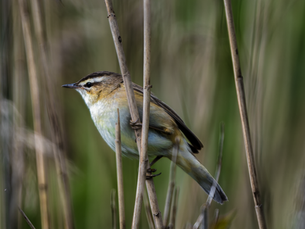 Sedge warbler perched amongst reed stems in a British wetland habitat with a soft natural green background.