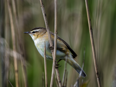 sedge warbler perched among reeds, illustrating Nikon Z8 autofocus with a busy background.