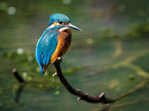 Common Kingfisher perched above still water, displaying vivid blue and orange plumage along a British river habitat.