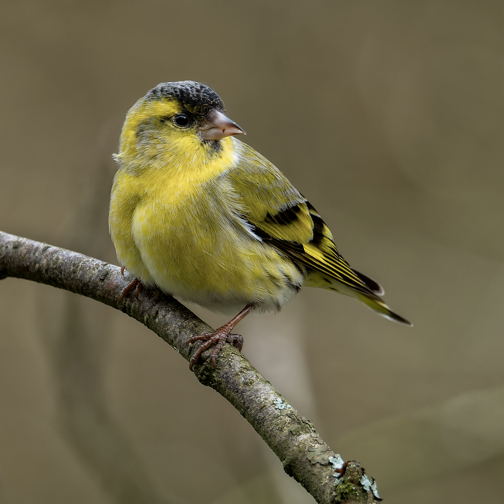 Siskin perched on a branch against a soft natural background, photographed in East Yorkshire.