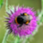 Close-up photograph of a bumblebee feeding on a vivid purple thistle against a soft green background. One of a series of images accidentally captured in JPEG rather than RAW on a Nikon Z8, illustrating the surprisingly high image quality produced by the camera's in-camera JPEG processing.