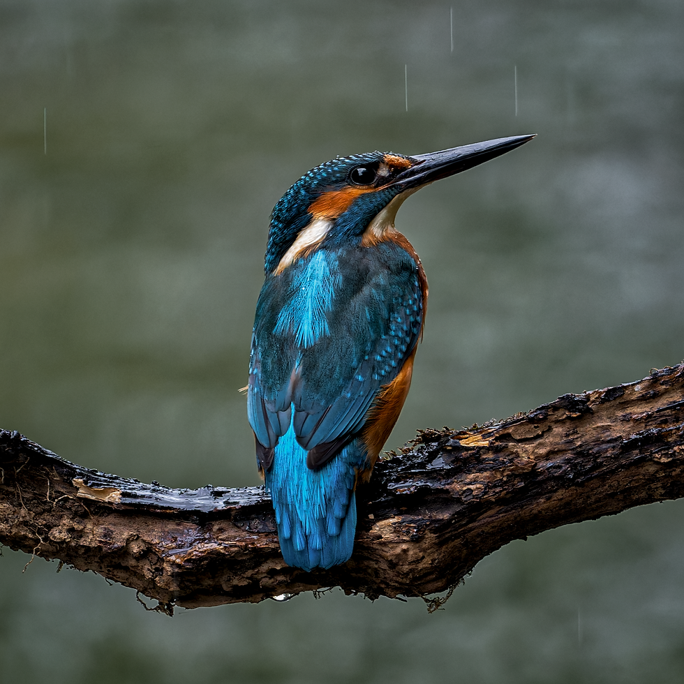 Kingfisher Sat on a Perch in the Rain