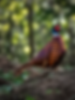 Male common pheasant standing on a woodland bank, photographed with a Nikon Z8 and NIKKOR Z 180-600mm during British wildlife photography.