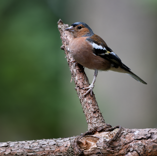 chaffinch perched on an upright branch against a soft green background