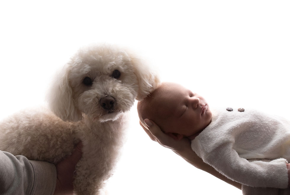 Newborn Portraits With Pets: Capturing the Sweetest Family Bond