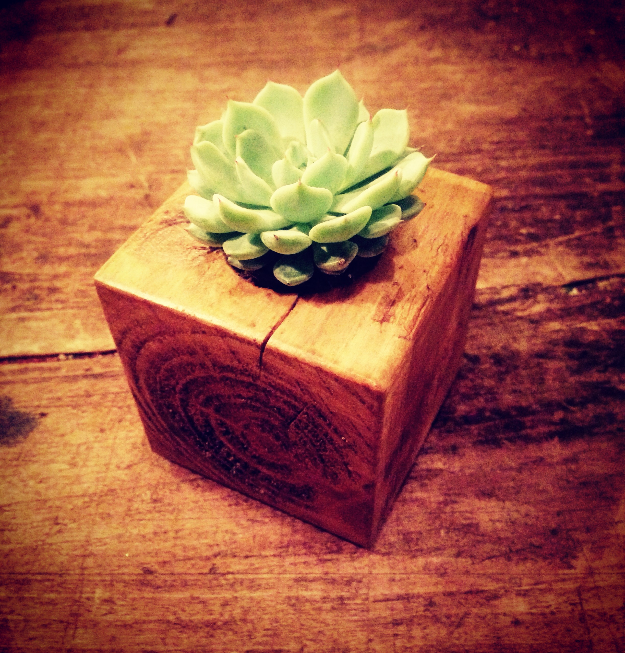 Un mini fleuri