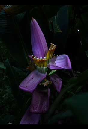 FLOWR 1 blx  wix 30037 v blk.jpg