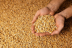 bigstock-Wood-Pellets-In-Hands-Green-E-440960774.jpg