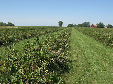 Aronia Field2.jpeg