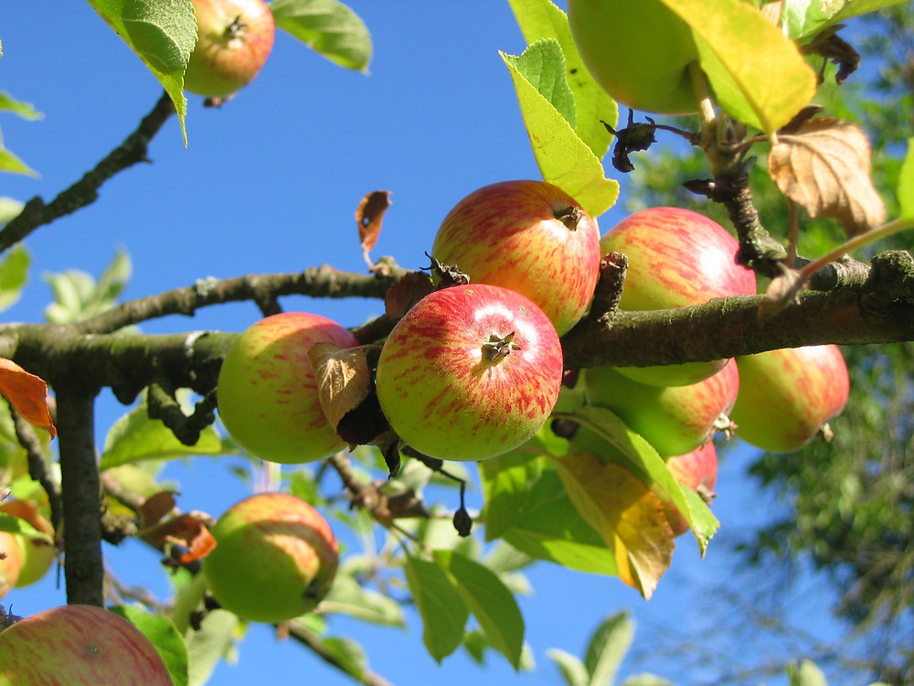 Apples on an apple tree with a bright blue sky behind.