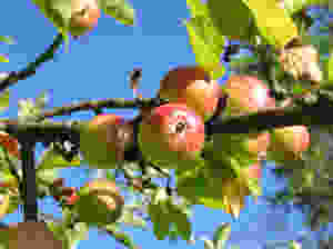 Apples on an apple tree with a bright blue sky behind.