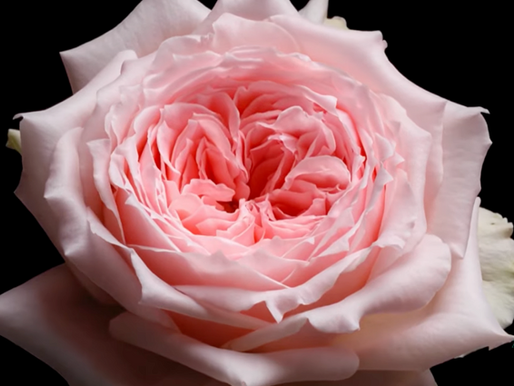 Breathtaking Timelapse Videos Illustrate the Life of a Fresh-Cut Garden Rose