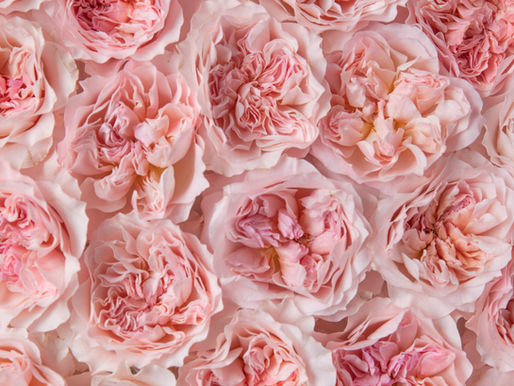 Two New David Austin Wedding Roses for 2026
