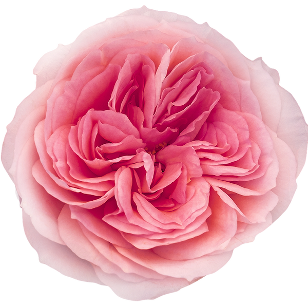 Mayras Bridal Pink - bloom head.png