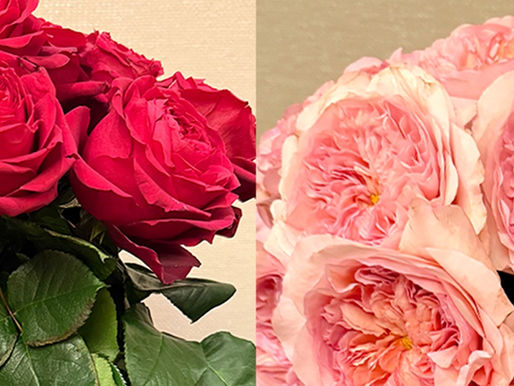 Two Alexandra Farms Garden Rose Varieties Earn Ribbons at SAF's 2025 Outstanding Varieties Competition