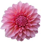 Doris Duke 041626.png