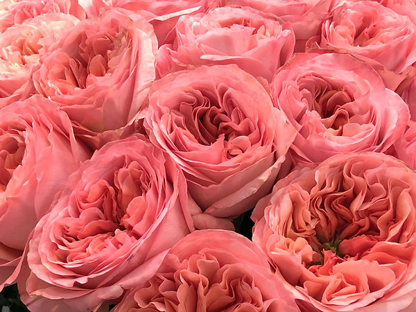 PINK X-PRESSION