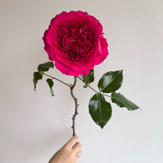 Meet Hettie, a Vibrant New Variety from David Austin Wedding Roses
