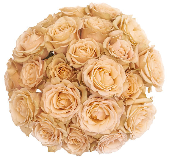 Sahara Sensation: Get to Know This Spectacular Rose