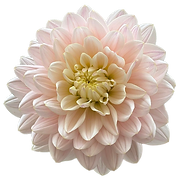 Diana's Memory 041626.png