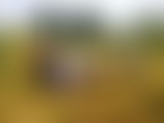 Récolte du riz à Tsilaniandrahoana Androtra - Samedi 14 février