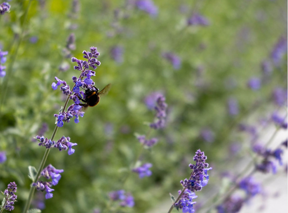 Bee's visiting lavender in the garden