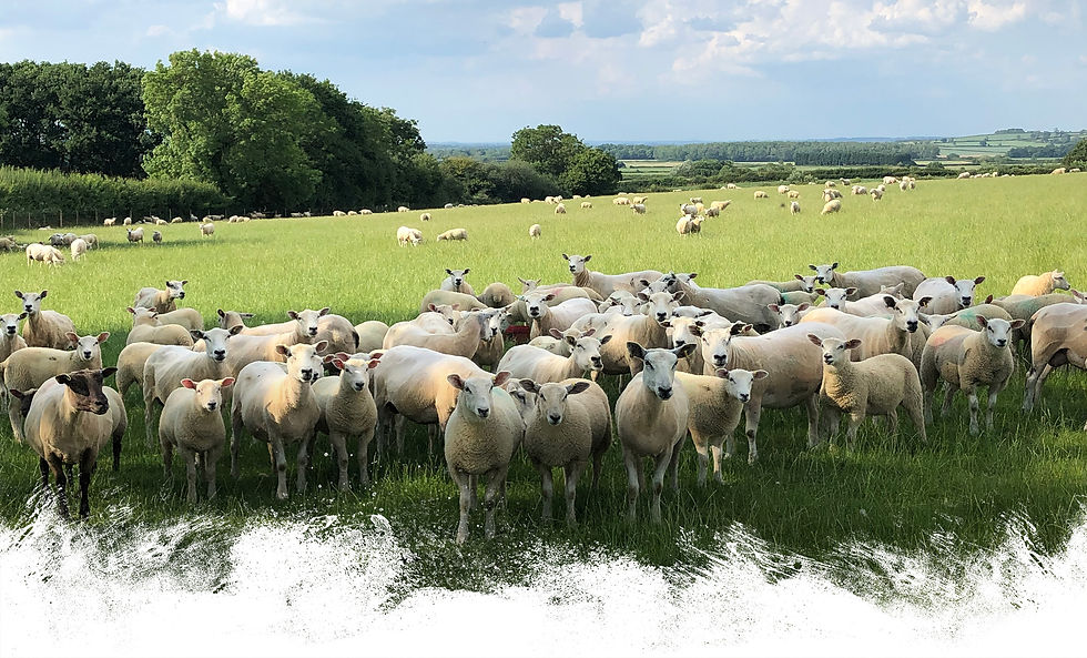 Thank you Gelston Lamb