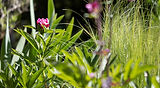 Lincoln Heritage Garden designed by Ian Green
