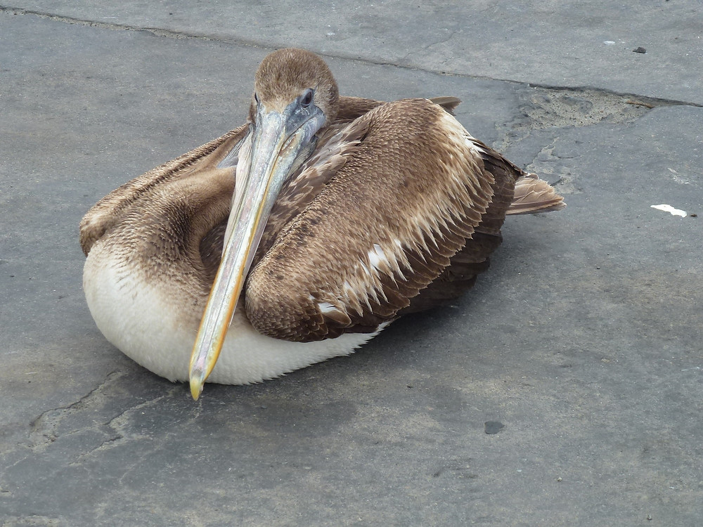 tame pelican in south america