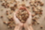 Different types of nuts, nut mix of almonds, hazelnuts, cashews, peanuts in hands .jpg