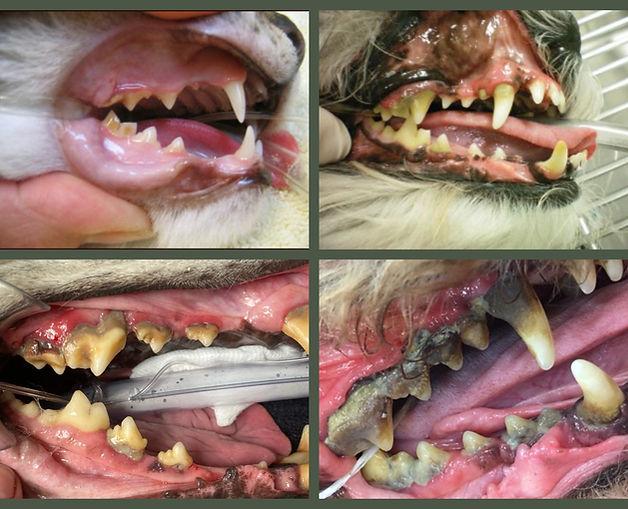 BeFunky-collage (3).jpg