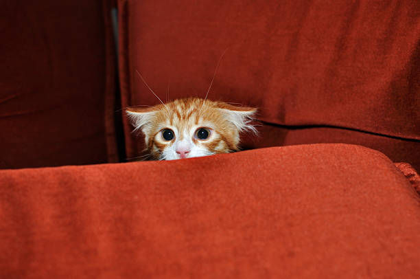 F.A.S. Scaling in Dogs and Cats:        A Guide for Pet Owners