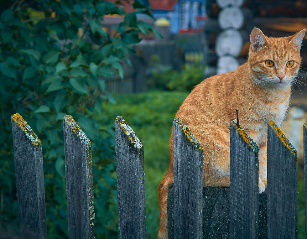 pexels-bulat-8834852_edited.jpg