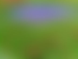 Tulip Festival is a Turkish Delight