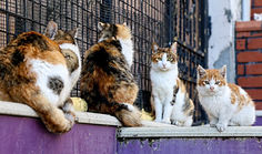 For the cats of Istanbul, life isn't always the cat's meow
