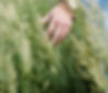 Hand in long grass seeking. Image by Josh Applegate on Unsplash